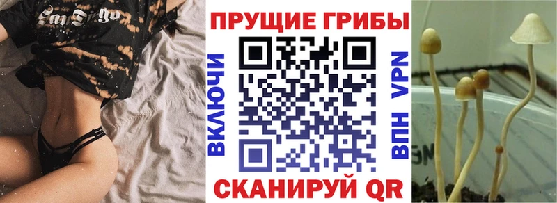 Купить  Невельск  Галлюциногенные грибы GOLDEN TEACHER 